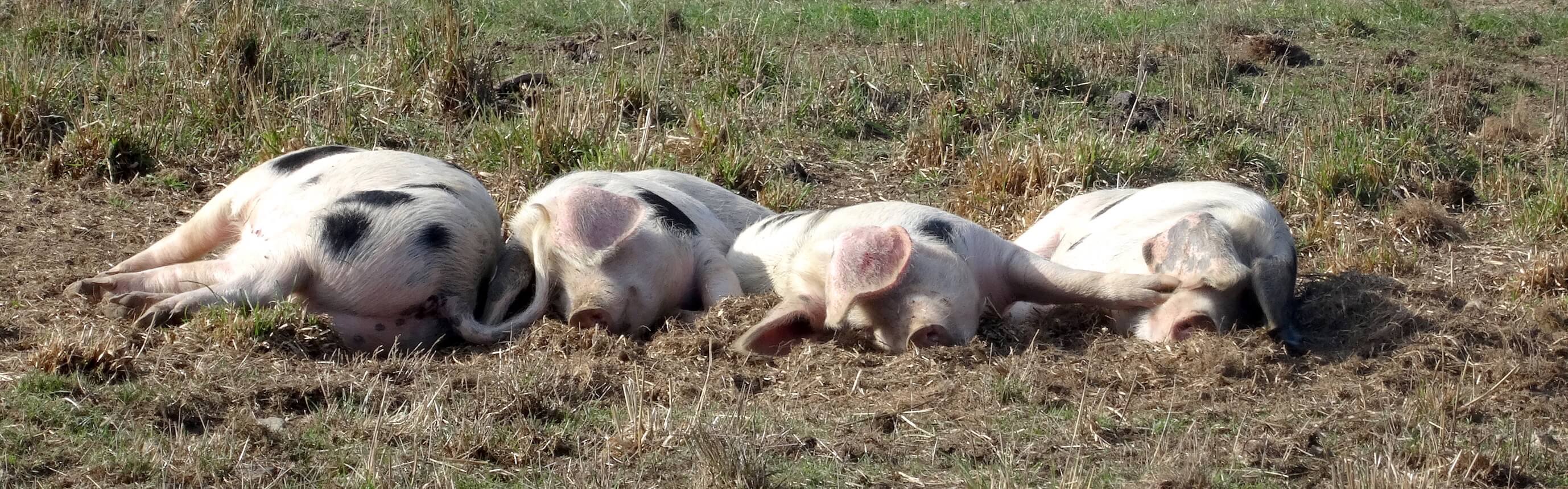 porcs Longué à la sieste 